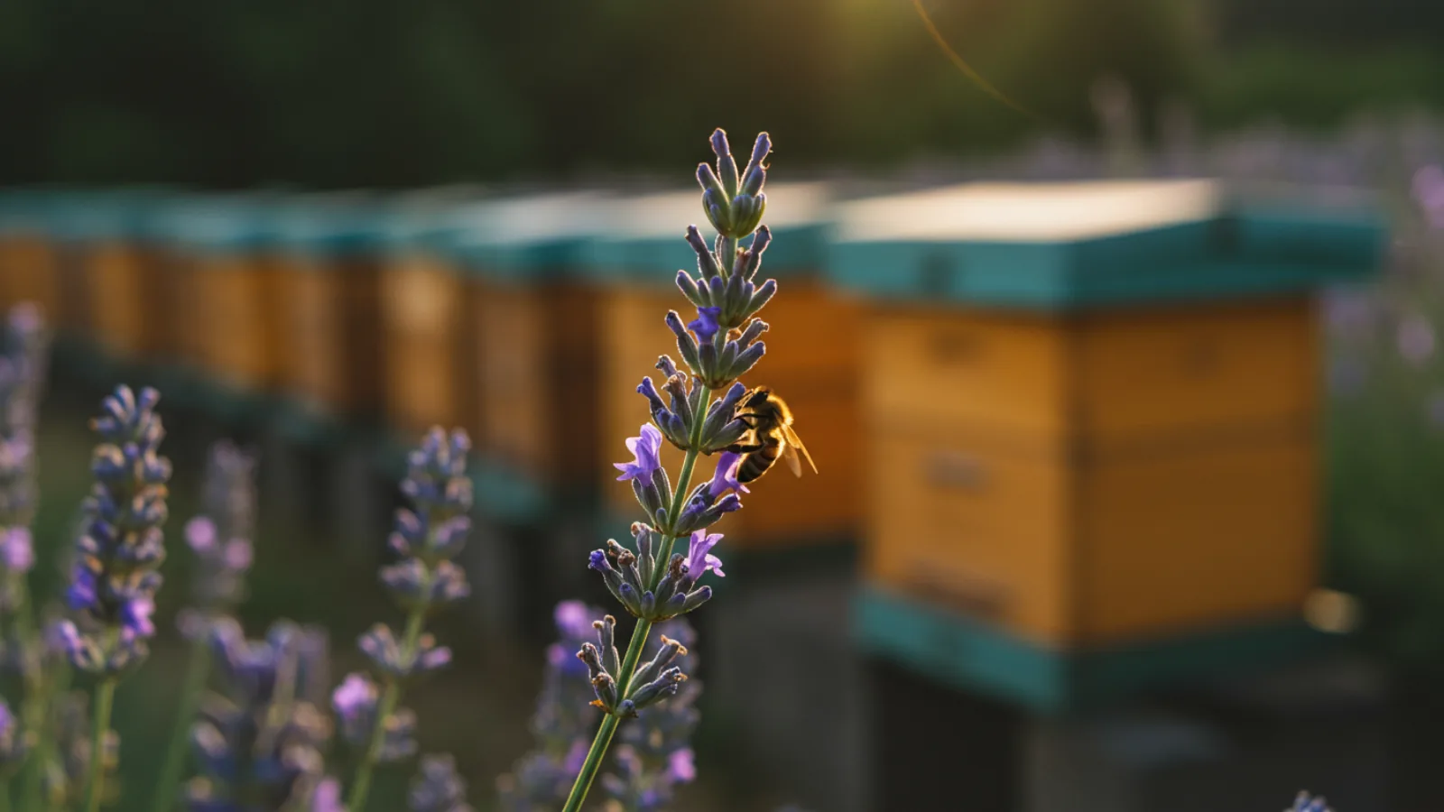 Les abeilles meurent : danger pour la planète, enjeu pour les Pyrénées-Orientales